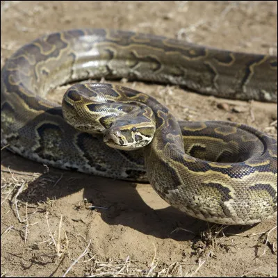 Le python de Seba, quelle est sa longueur ?