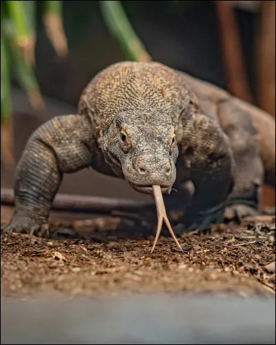 Quel est cet animal ?