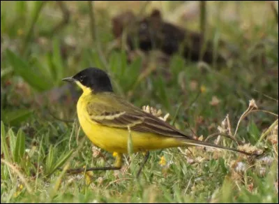 Cette sous espèce de la Bergeronnette printanière est Motacilla flava