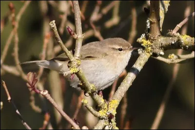 Quel est ce petit pouillot rare en France ?