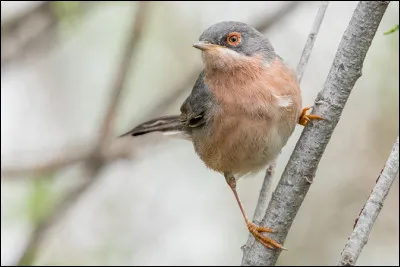 Et cette fauvette méditerranéenne est...