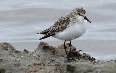 Choisissez le nom de ce limicole.