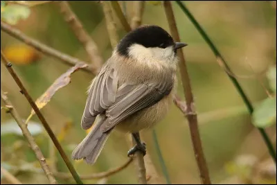 Mais quelle est cette mésange ?