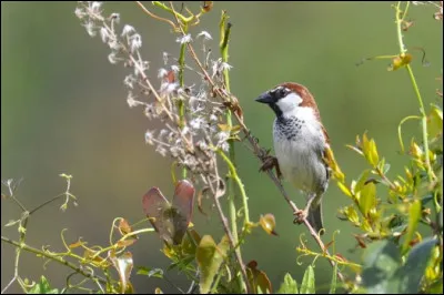 Ce beau moineau est...