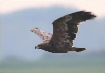 Ce magnifique aigle est un aigle