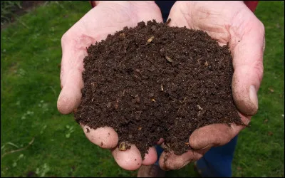 L'une de ces plantes est nocive pour le compost !
