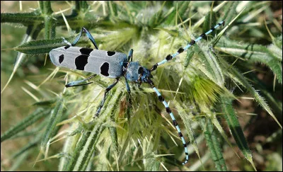 Quel terme est aussi bien masculin que féminin selon le contexte ?