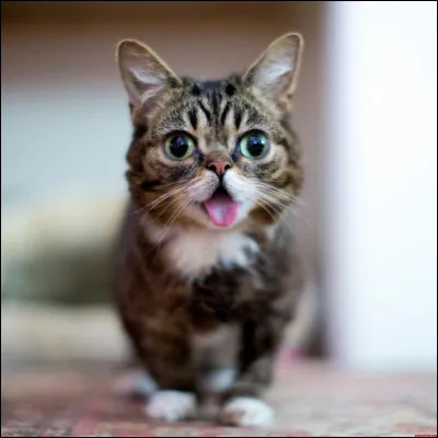 Pour dire que ma droite est perpendiculaire, je marque :