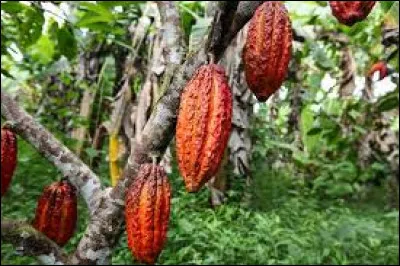 Quel pays est le plus grand producteur de chocolat au monde ?