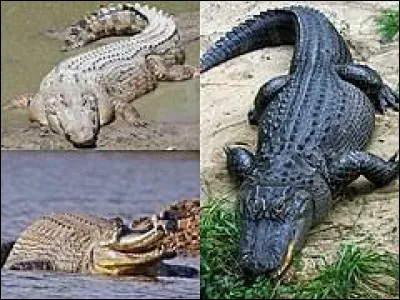 Quelle est la principale différence entre les crocodiles et les alligators ?