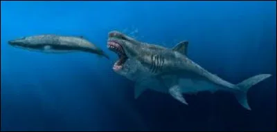 Quelle est la plus grande espèce de requin au monde ?