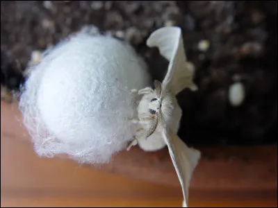 Cueillez les feuilles dont se nourrit le bombyx pour tisser son cocon soyeux.