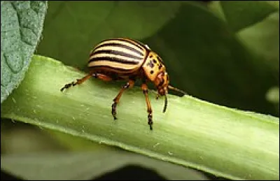 Vous trouverez les doryphores sur certaines plantations de votre jardin.