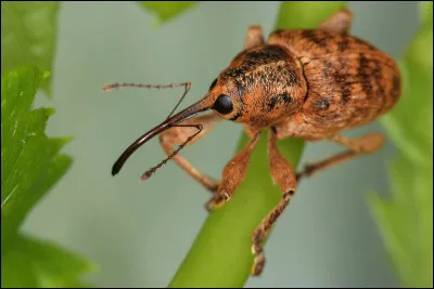 Le balanite est un charançon aimant les noisettes et les feuilles de noisetiers.