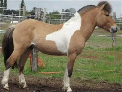 Quelle est cette robe ?