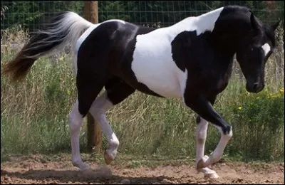 Quelle est cette robe ?