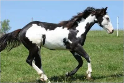 Quelle est cette robe ?