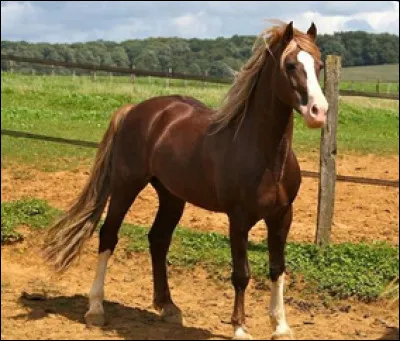 Quelle est cette robe ?