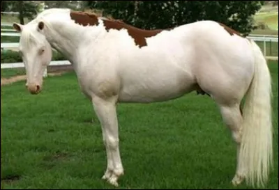 Quelle est cette robe ?