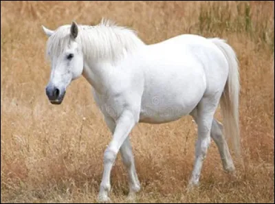 Quelle est cette robe ?