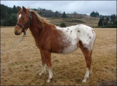 Quelle est cette robe ?