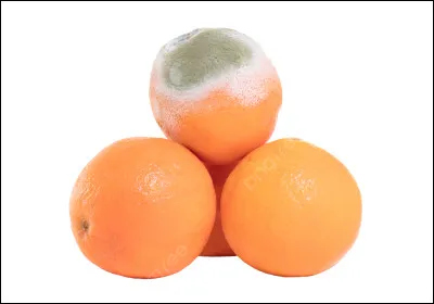 Une orange a moisi. Quel type de MO est responsable ?
