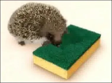 Quelle est cette publicit ?