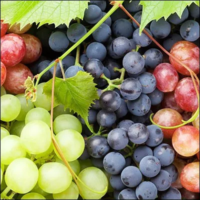 Quel oiseau de la famille des turdidées, qui peut être musicien ou litorne, adepte de raisin, était chassé à la glu ?