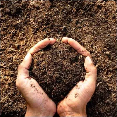 Quel support organique de culture, très présent dans les forêts de Sologne, est idéal pour les plantes acidophiles comme les camélias ou les hamamélis ?