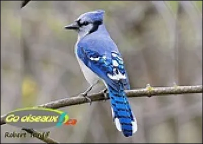 Quelle fréquence, le magnétron, utilisé dans le four à micro-ondes, génère-t-il ?