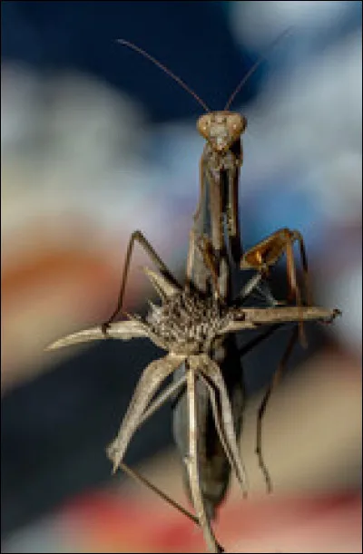 Le croque-monsieur ou croquemonsieur est un plat culinaire originaire de France, à base de pain, de jambon blanc et de fromage (emmental, comté).
D'où lui vient ce nom ?