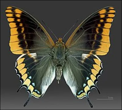 Quel est ce lépidoptère en J, un papillon avec 2 queues aux ailes postérieures ?
