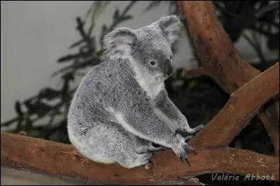 Quel est ce marsupial en K, endémique d'Australie, un animal herbivore et arboricole ?