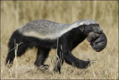 Quel est ce Mustélidé en R, répandu en Inde et en Afrique, un animal féroce qui est le seul animal au monde pouvant courir en arrière ?