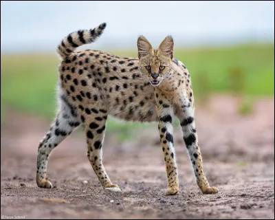 Quel est ce félin en S, robuste, agile, carnivore et grand prédateur, originaire d'Afrique ?