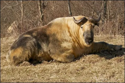 Quel est ce bovidé caprin en T, originaire du Tibet qui vit dans l'Himalaya ?