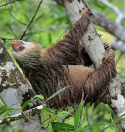Quel ce mammifère en U, animal arboricole d'Amérique tropicale qui vit accroché la tête en bas ?