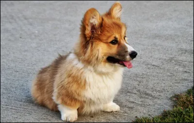 Quel est ce chien originaire du Pays de Galles, intelligent, social et courageux, un bon gardien de troupeaux de moutons ?
