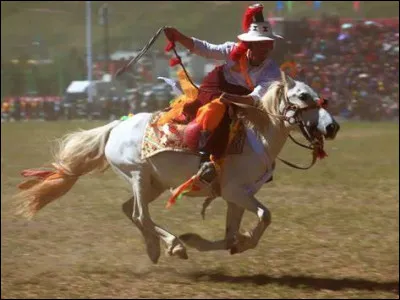 Quel est ce cheval en Y, un poney du Tibet robuste, mis à l'honneur chaque année lors d'un grand festival équestre ?