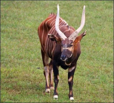Quelle est cette antilope en B d'Afrique au pelage strié et aux cornes pointées en arrière ?
