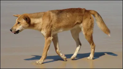 Quel est ce chien sauvage en D d'Australie qui s'apparente au loup ?