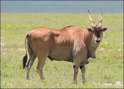 Quelle est cette antilope en E au corps massif, elle est la plus grande d'Afrique ?
