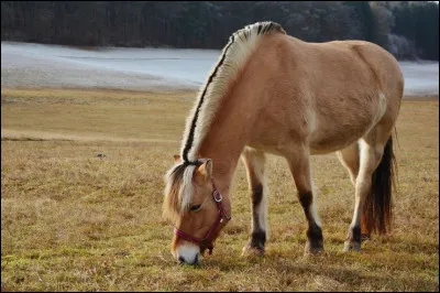 Quel est cet équidé en F, un poney norvégien des régions montagneuses au nom typique du pays ?
