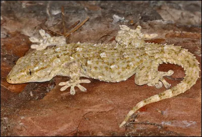 Quel est ce reptile en G, vif, rapide qui s'accroche aux surfaces mêmes les plus lisses ?