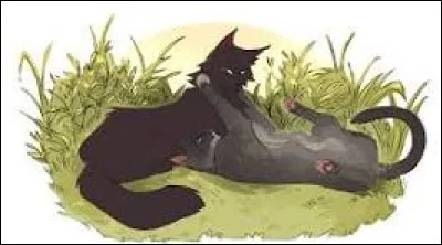 Finalement, ton mentor est Cur Cendré. Elle semble très contente d'avoir une apprentie. Elle te demande ce que tu veux pratiquer en premier.