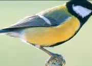 Quiz Quiz : sur les oiseaux