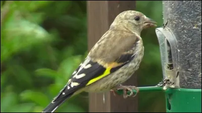 Le chardonneret élégant : quelle est son envergure ?