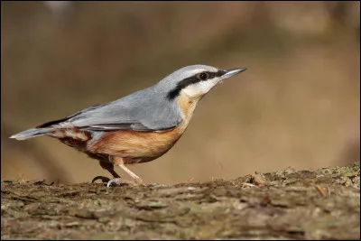 Sittelle Torchepot : quelle est sa longueur ?