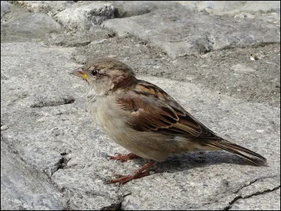Moineau domestique : quelle est sa longueur ?