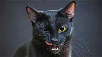 Nuage de Bambou est devenu :